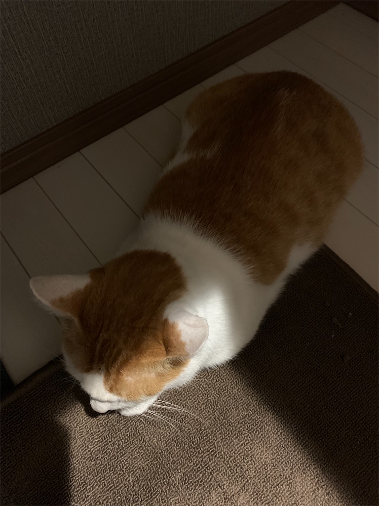 f:id:iwamityu:20210919183652j:image f:id:iwamityu:20210919183652j:image