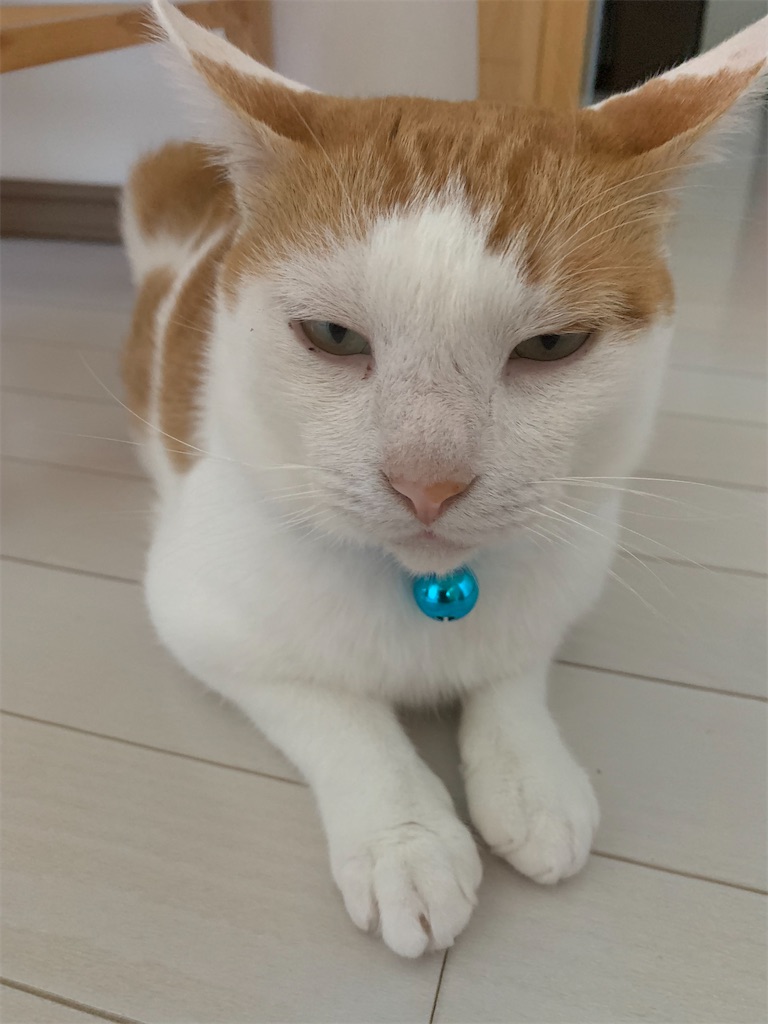 f:id:iwamityu:20210921190740j:image f:id:iwamityu:20210921190740j:image