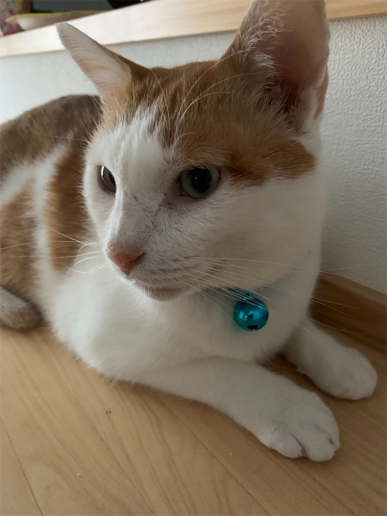 f:id:iwamityu:20210926113808j:image f:id:iwamityu:20210926113808j:image