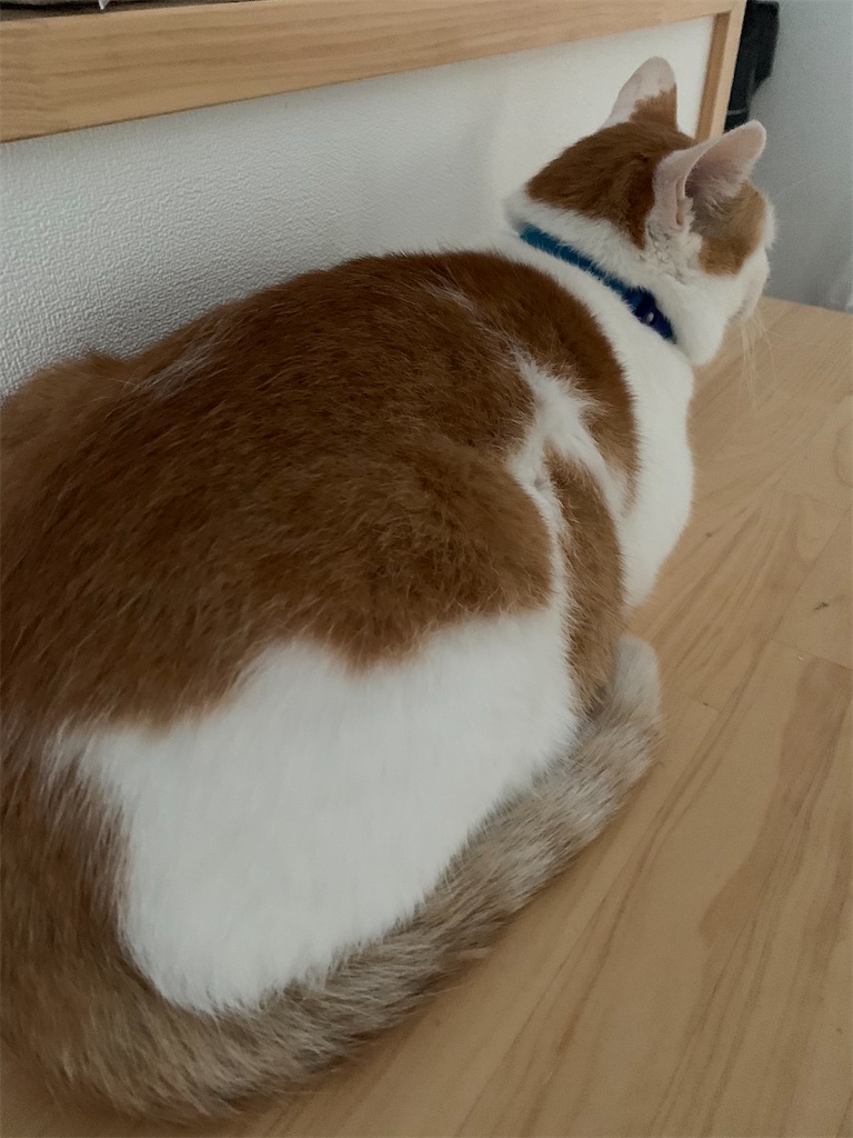 f:id:iwamityu:20210926113813j:image f:id:iwamityu:20210926113813j:image