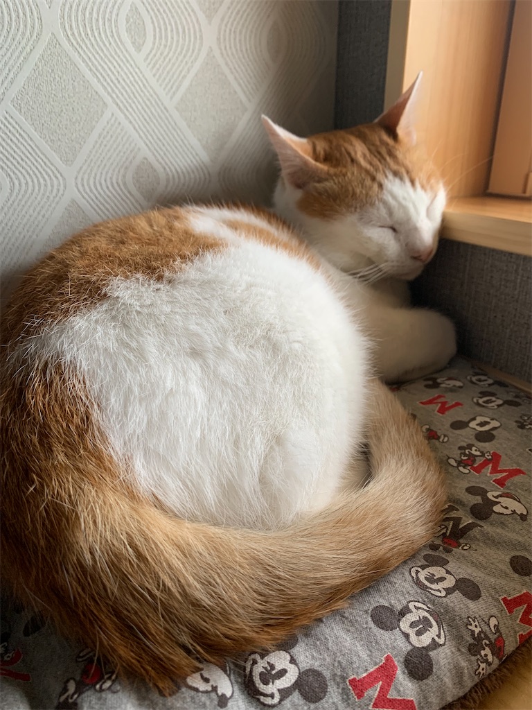 f:id:iwamityu:20210926130149j:image f:id:iwamityu:20210926130149j:image