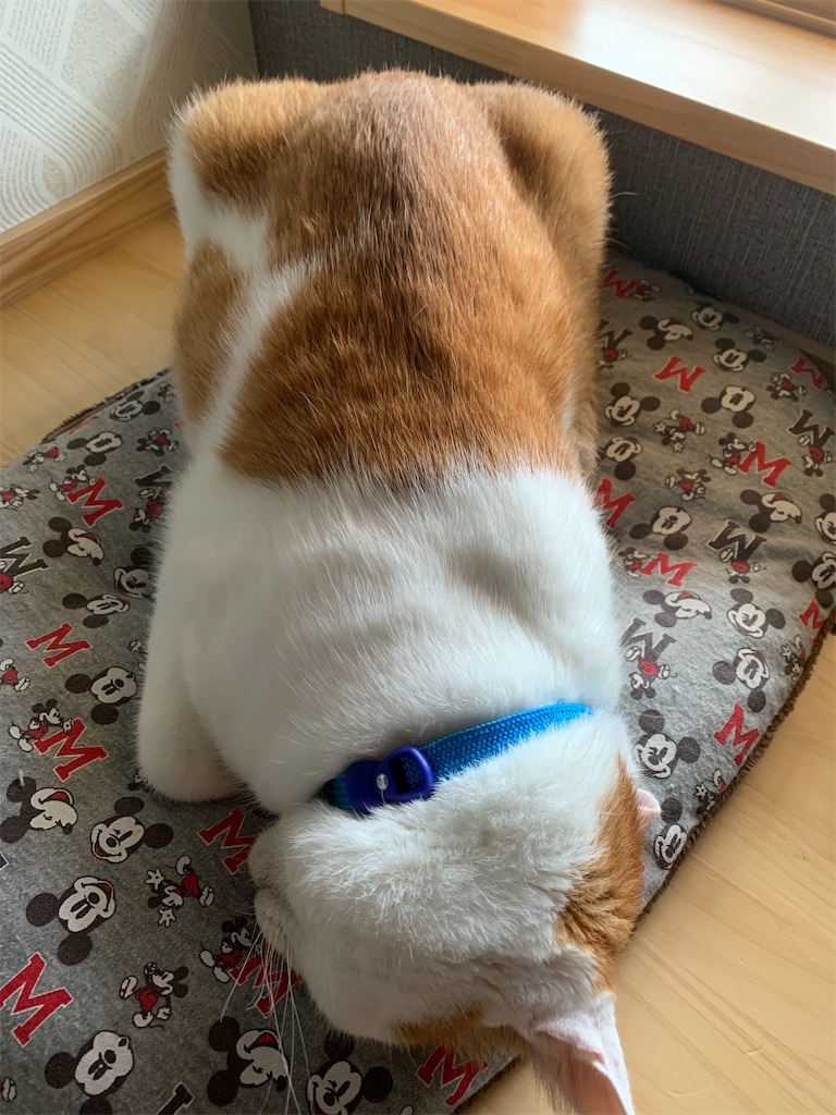 f:id:iwamityu:20210926145439j:image f:id:iwamityu:20210926145439j:image