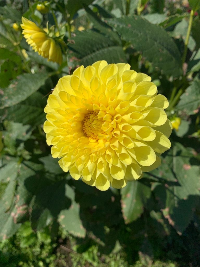 f:id:iwamityu:20211024201943j:image
