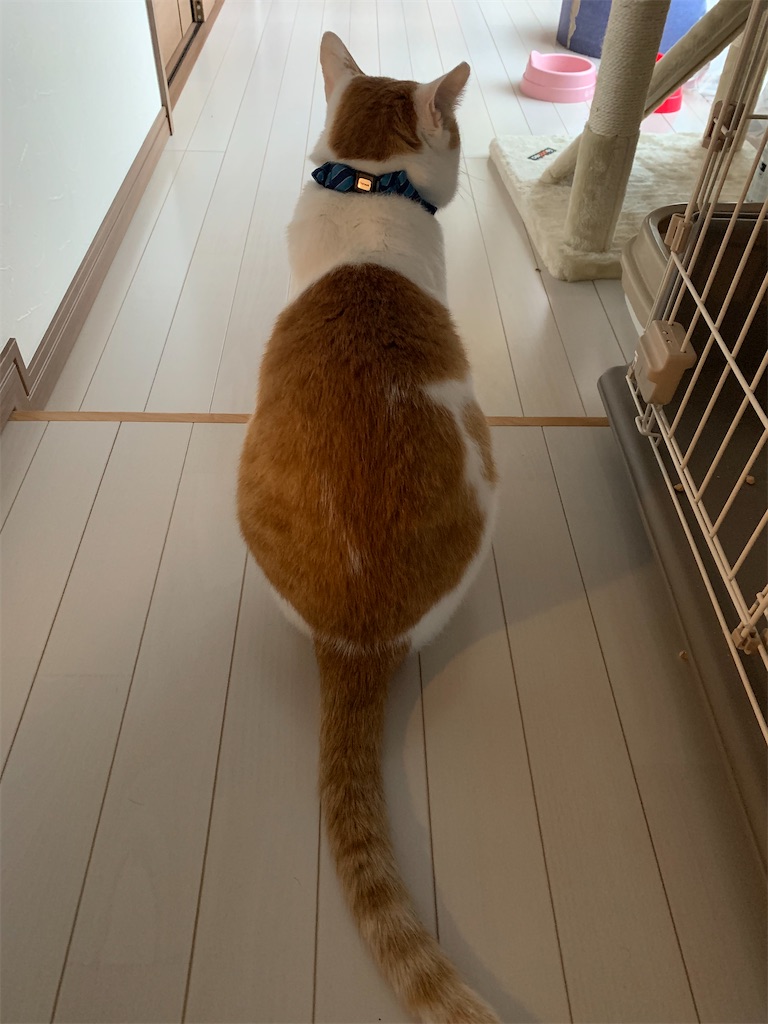 f:id:iwamityu:20211027185257j:image