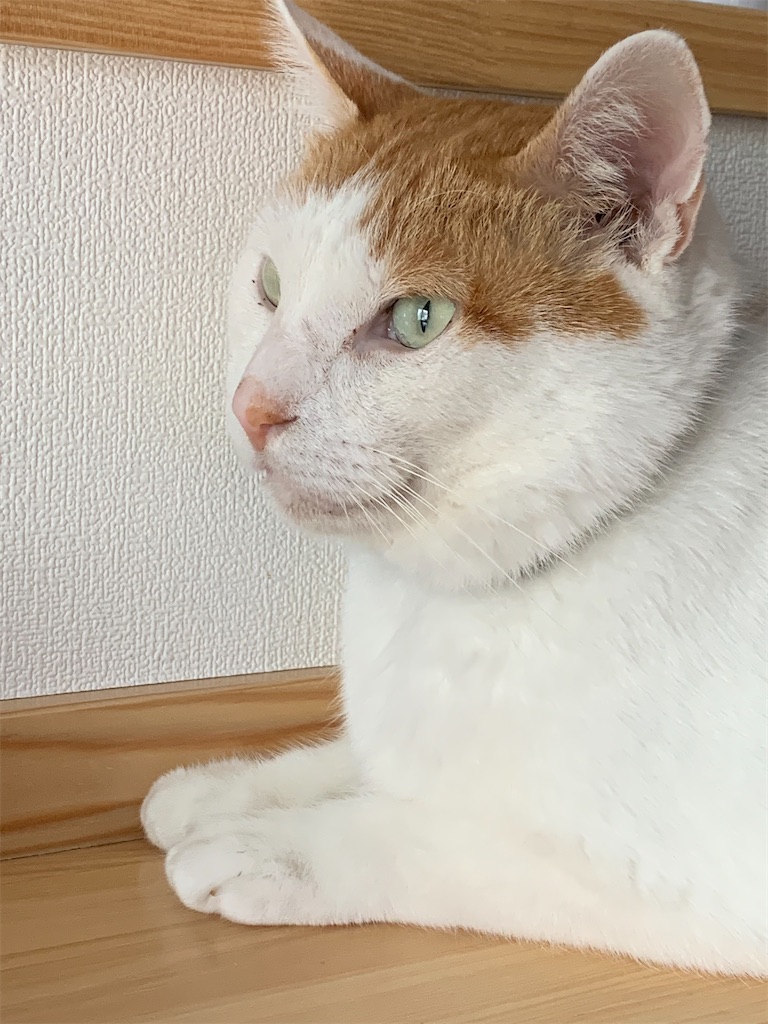 f:id:iwamityu:20211110181642j:image f:id:iwamityu:20211110181642j:image
