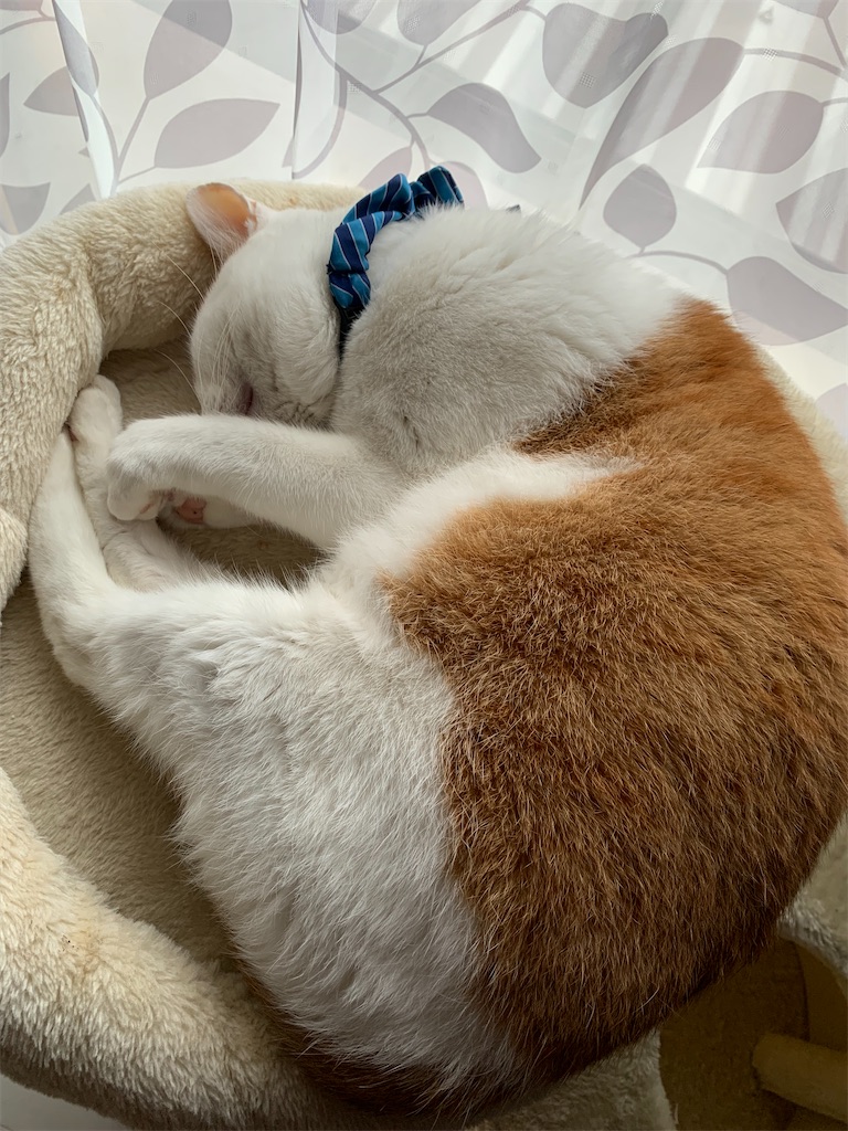 f:id:iwamityu:20211122204003j:image