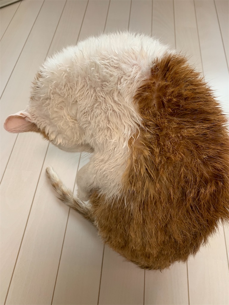f:id:iwamityu:20211129181726j:image f:id:iwamityu:20211129181726j:image