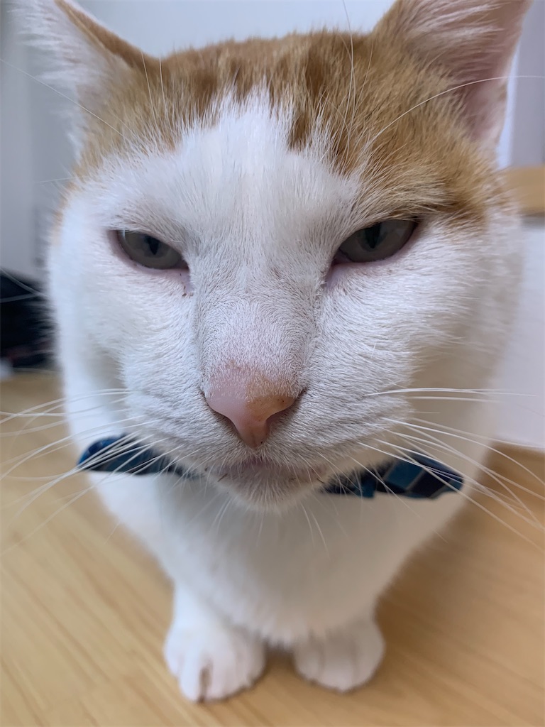 f:id:iwamityu:20211129181755j:image f:id:iwamityu:20211129181755j:image