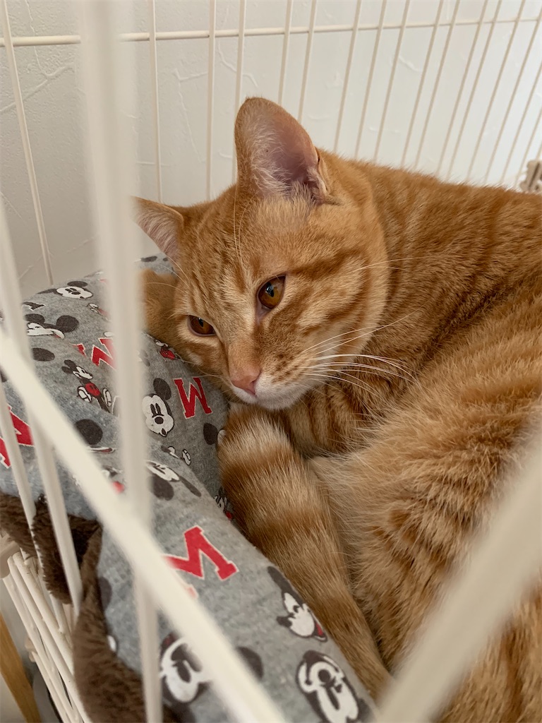 f:id:iwamityu:20211202190439j:image f:id:iwamityu:20211202190439j:image