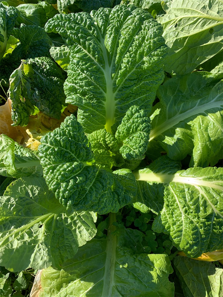 f:id:iwamityu:20211202190447j:image f:id:iwamityu:20211202190447j:image