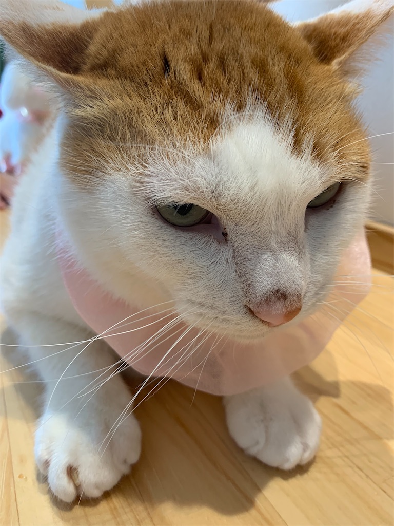 f:id:iwamityu:20211225112435j:image f:id:iwamityu:20211225112435j:image