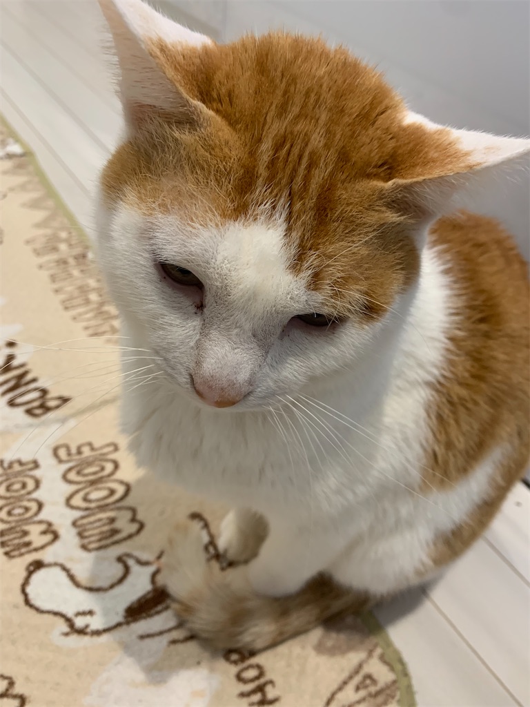 f:id:iwamityu:20220204133033j:image f:id:iwamityu:20220204133033j:image