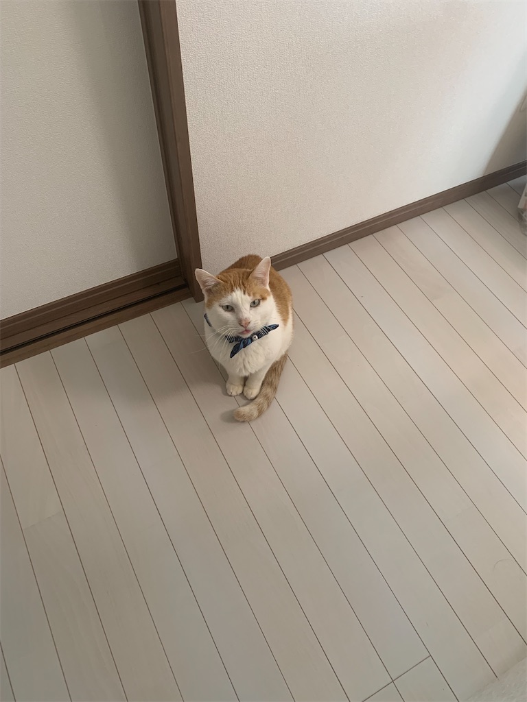 f:id:iwamityu:20220216171404j:image
