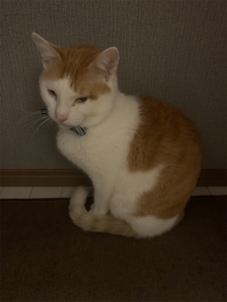 f:id:iwamityu:20220216192559j:image