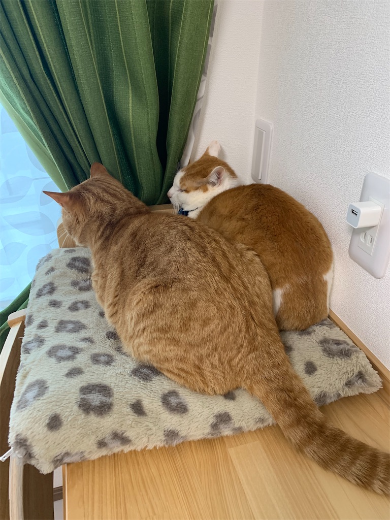 f:id:iwamityu:20220218194514j:image