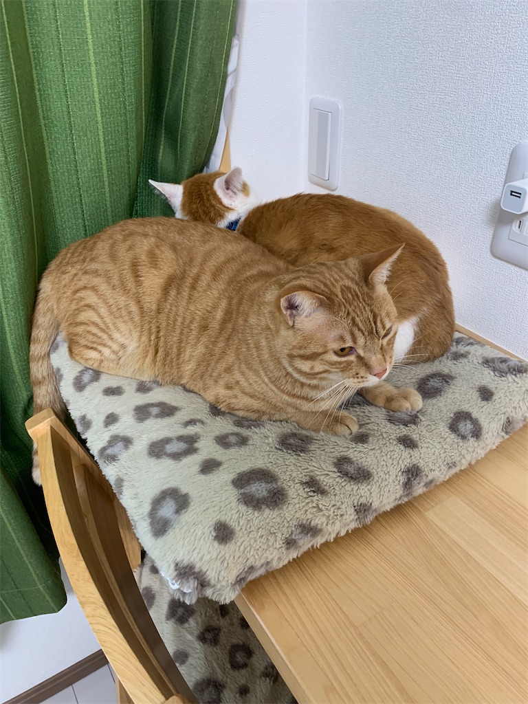 f:id:iwamityu:20220218194523j:image