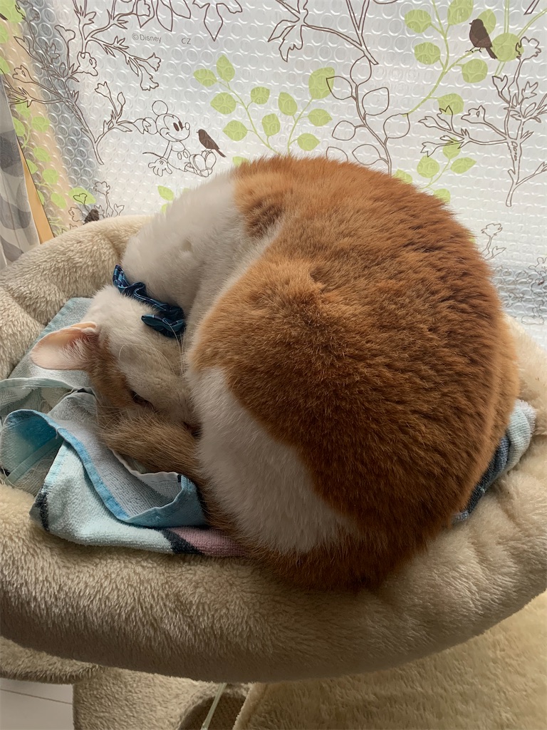f:id:iwamityu:20220221175459j:image