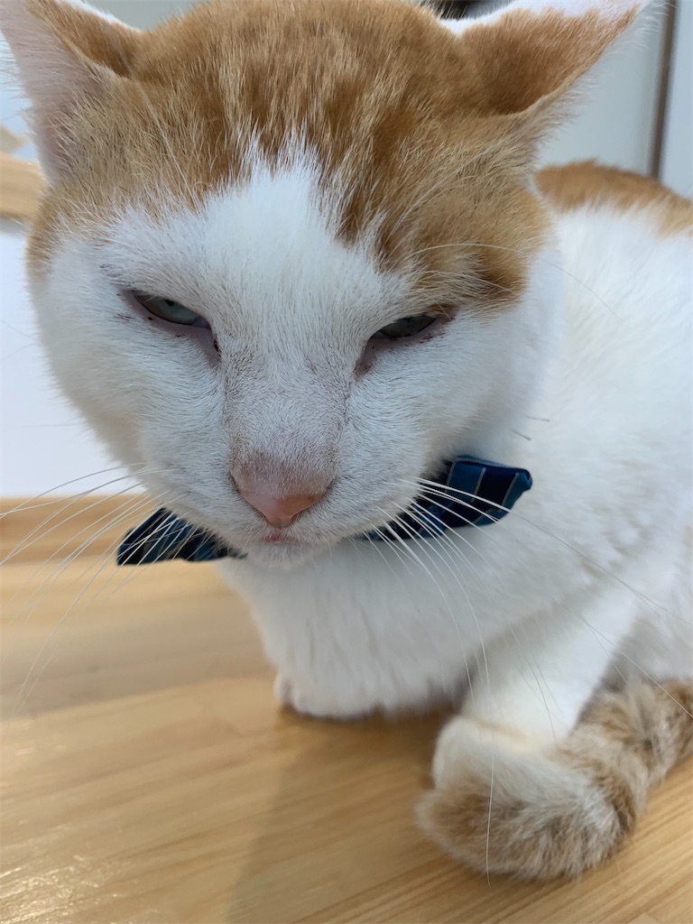 f:id:iwamityu:20220222180533j:image