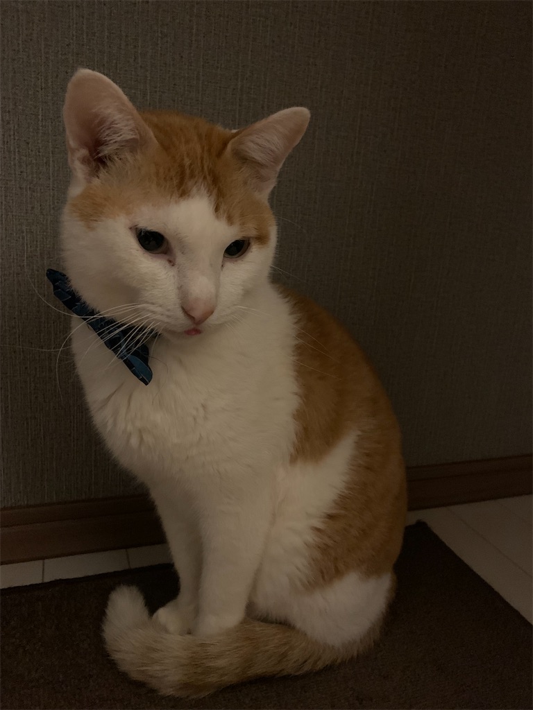 f:id:iwamityu:20220224192147j:image