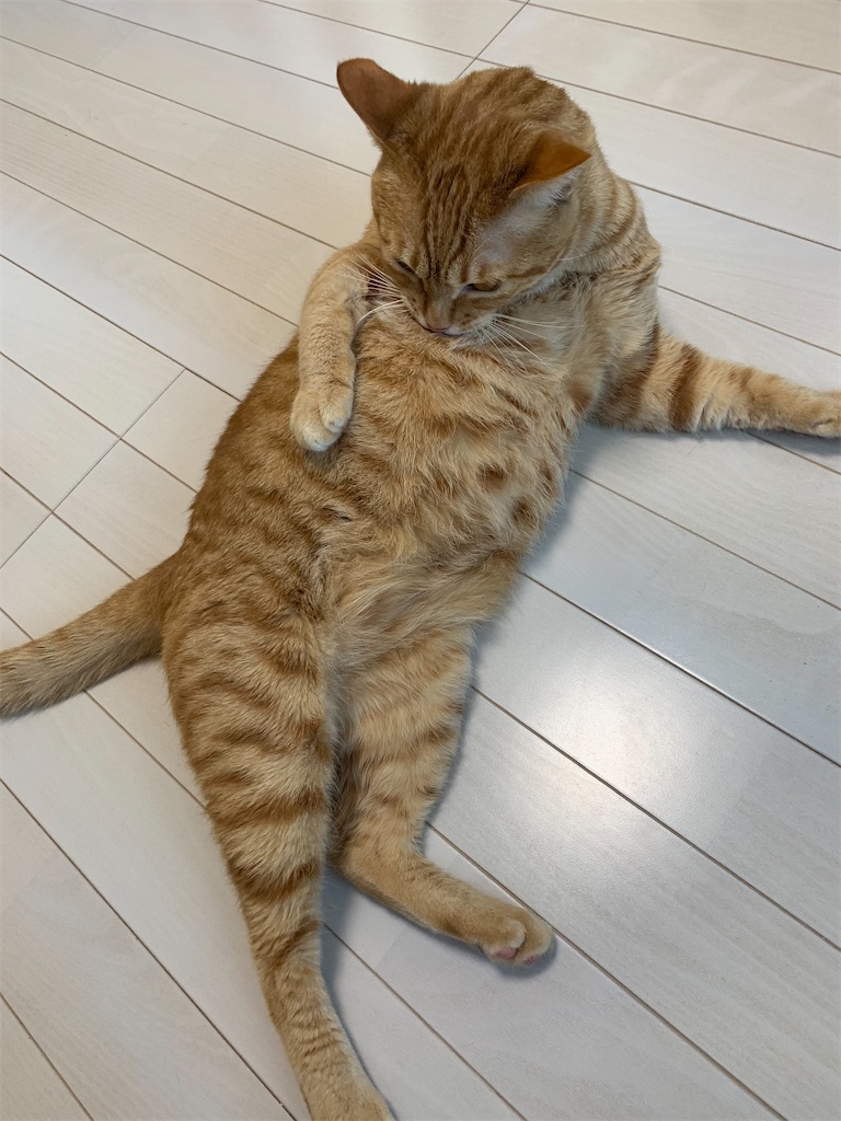 f:id:iwamityu:20220228101423j:image