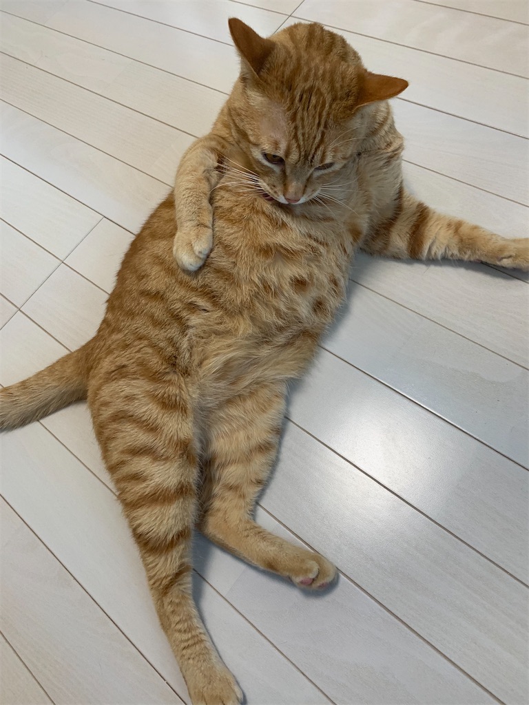 f:id:iwamityu:20220228101428j:image