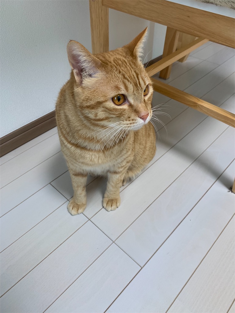 f:id:iwamityu:20220301171450j:image