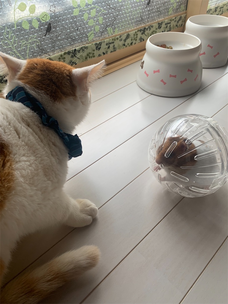 f:id:iwamityu:20220306155655j:image