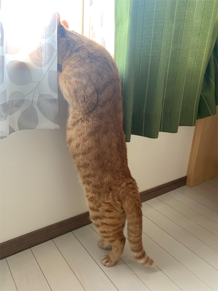 f:id:iwamityu:20220306155707j:image