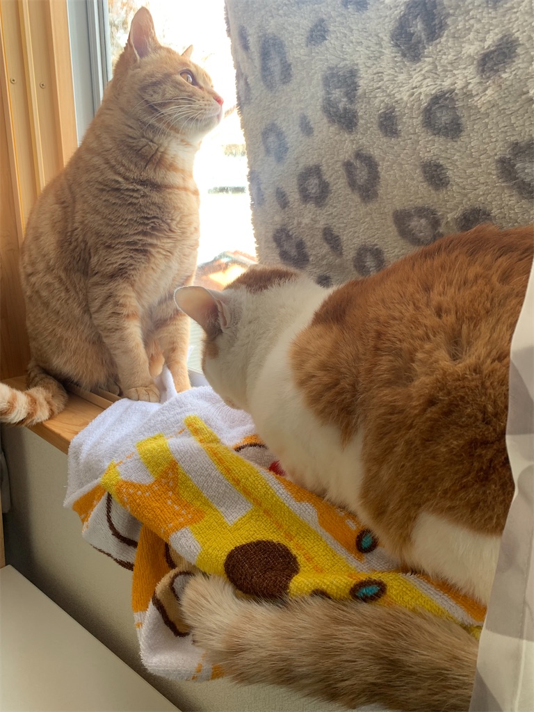 f:id:iwamityu:20220306155710j:image