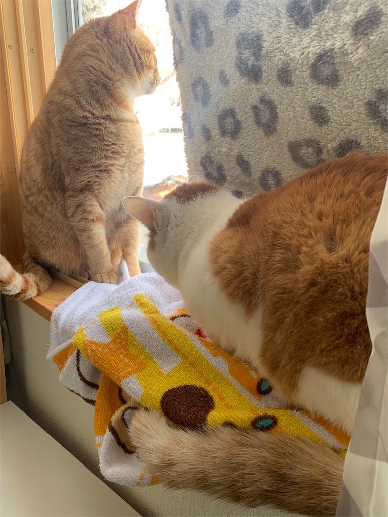 f:id:iwamityu:20220306155714j:image