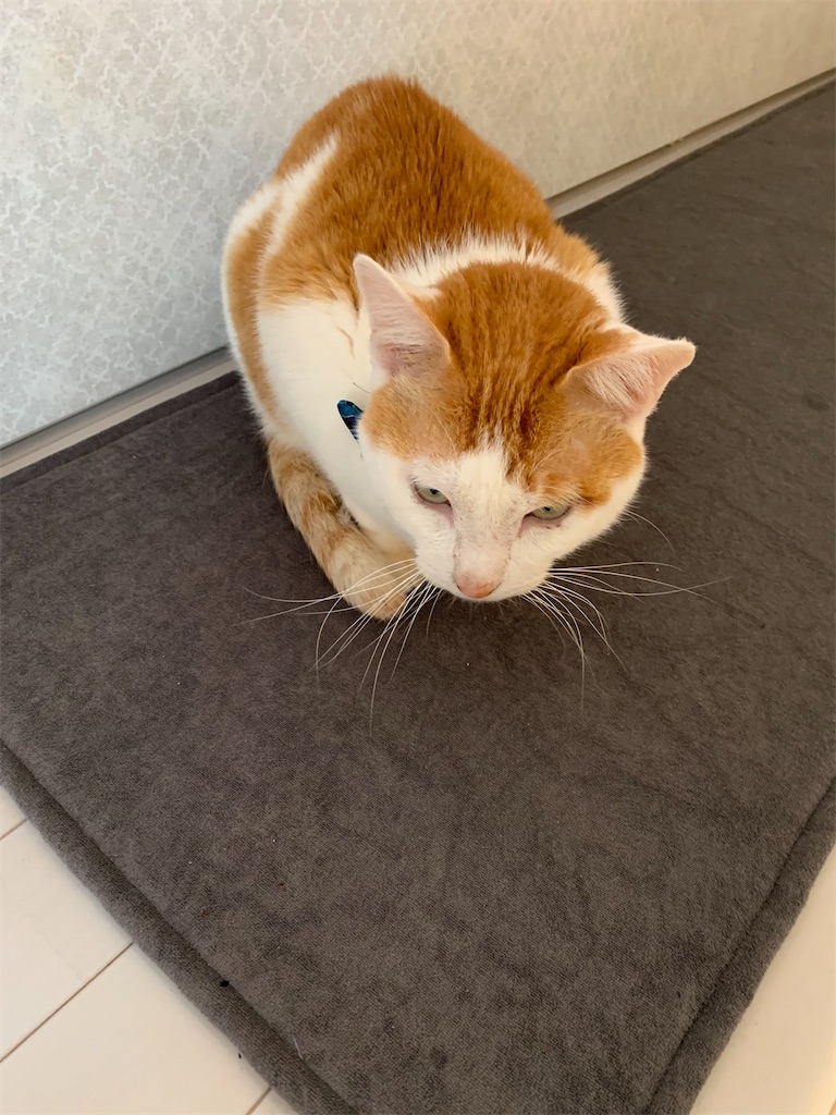 f:id:iwamityu:20220312164212j:image f:id:iwamityu:20220312164212j:image