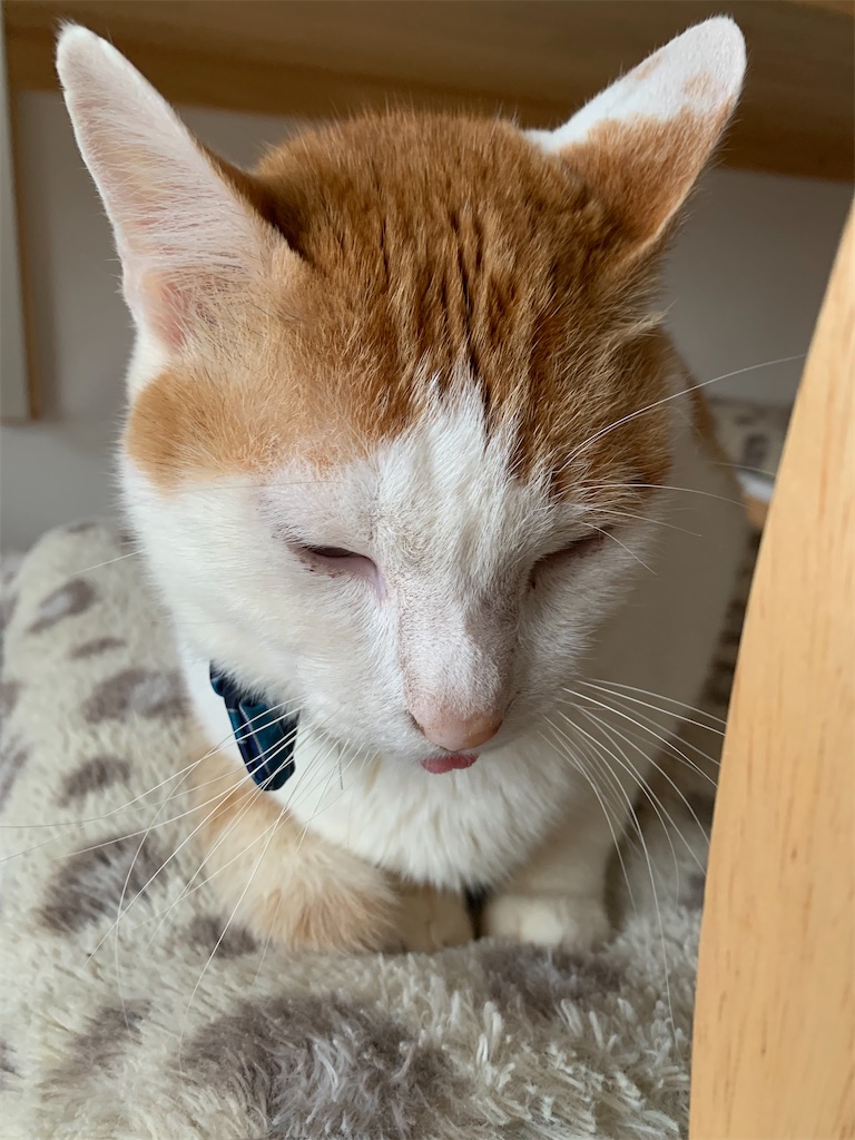 f:id:iwamityu:20220329183700j:image f:id:iwamityu:20220329183700j:image