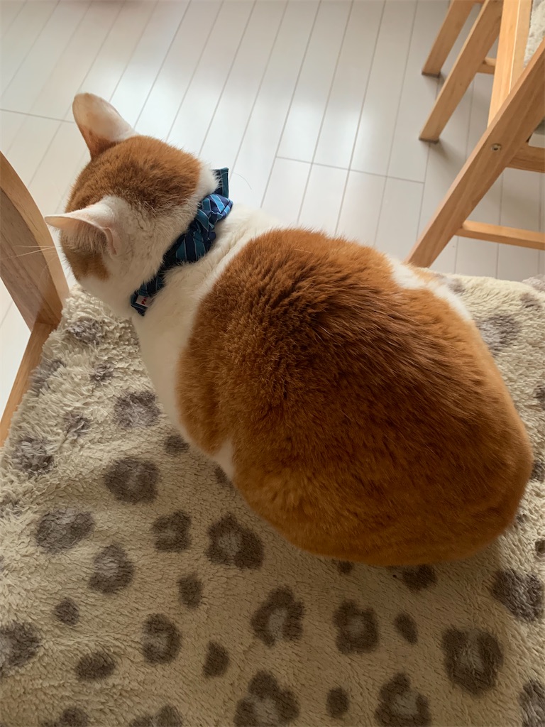 f:id:iwamityu:20220329183721j:image f:id:iwamityu:20220329183721j:image