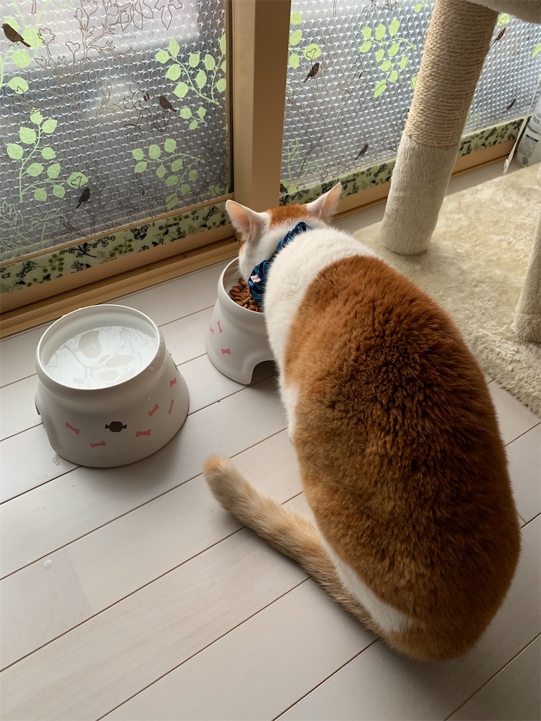 f:id:iwamityu:20220329183733j:image f:id:iwamityu:20220329183733j:image