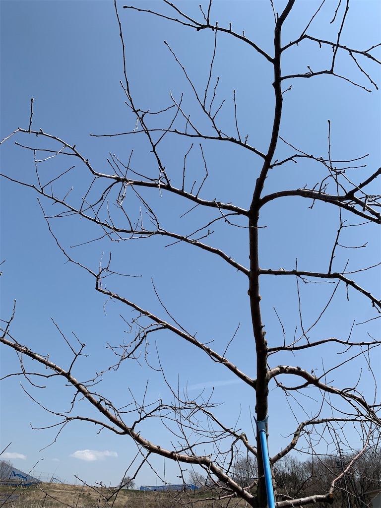 f:id:iwamityu:20220407123659j:image