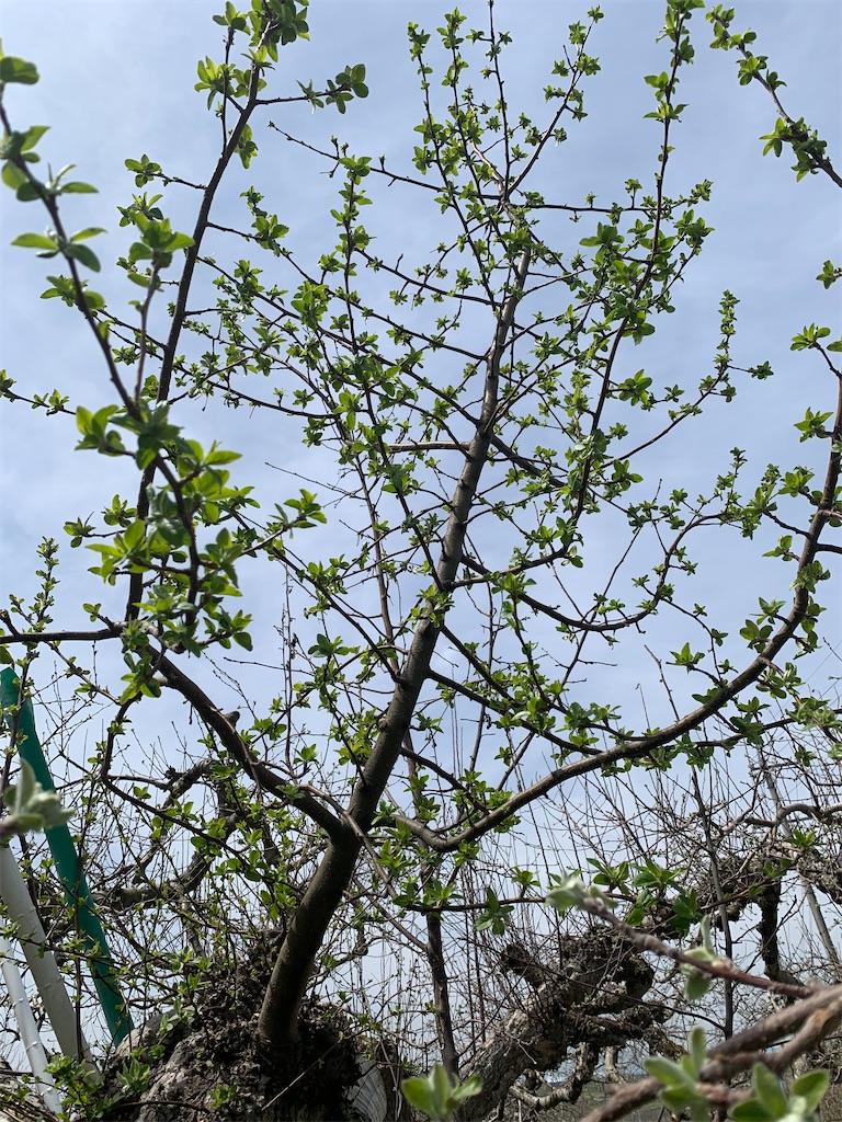 f:id:iwamityu:20220413182530j:image