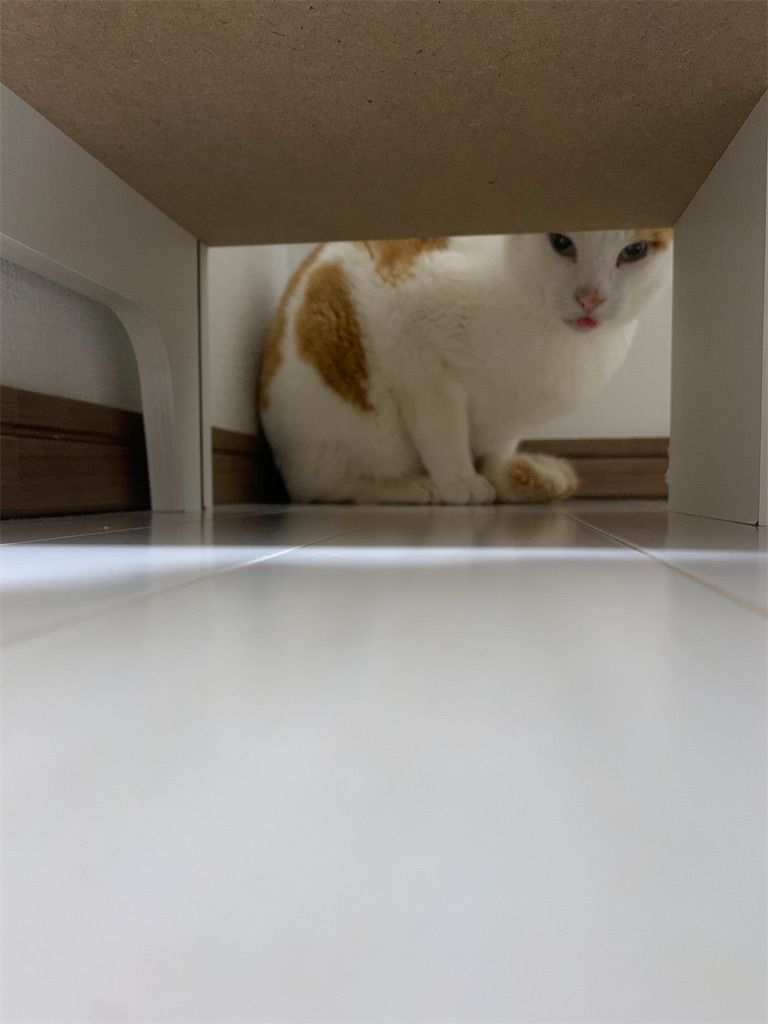 f:id:iwamityu:20220417183804j:image