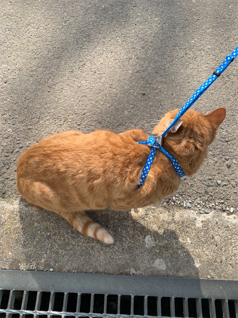 f:id:iwamityu:20220423164229j:image