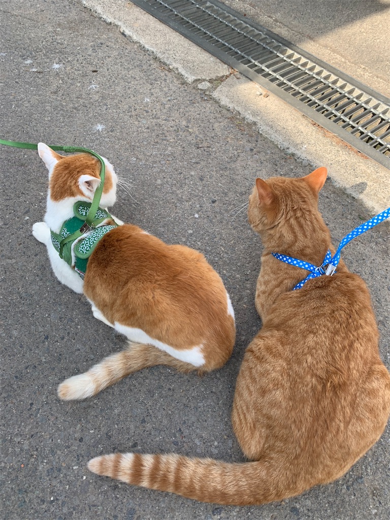 f:id:iwamityu:20220423164254j:image