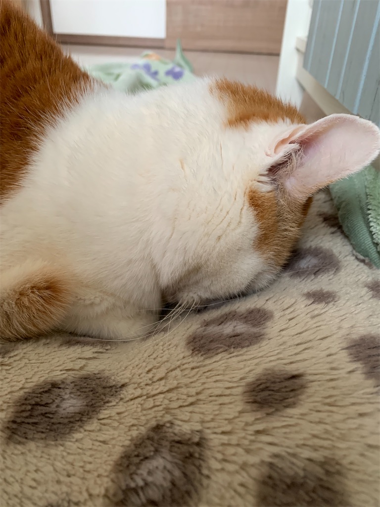 f:id:iwamityu:20220424183621j:image