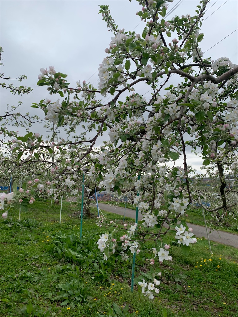 f:id:iwamityu:20220427173111j:image