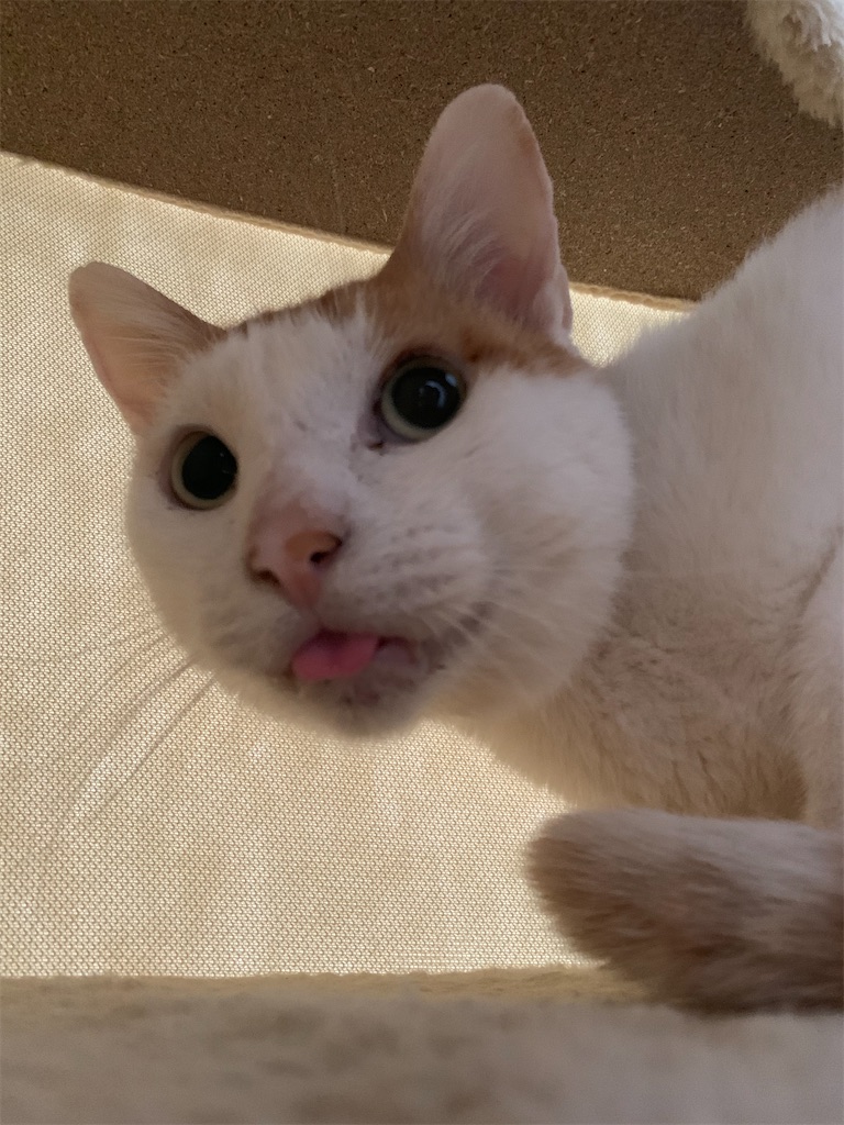 f:id:iwamityu:20220514140900j:image