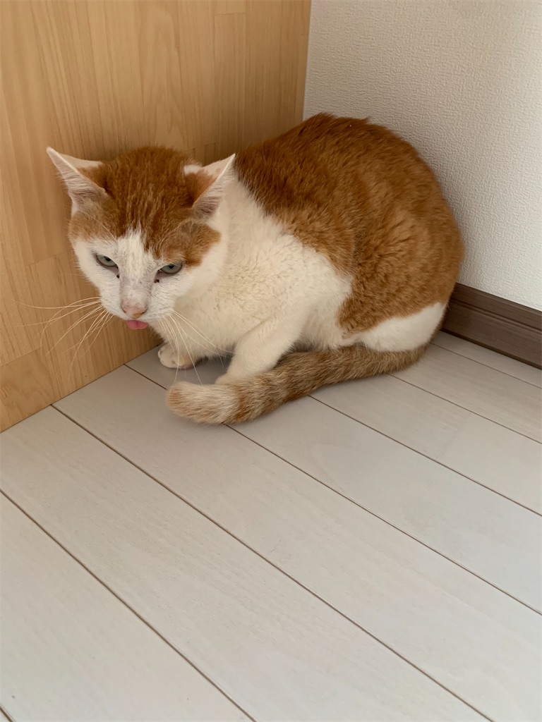 f:id:iwamityu:20220514140905j:image