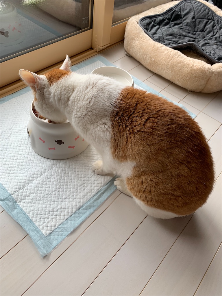 f:id:iwamityu:20220514140908j:image