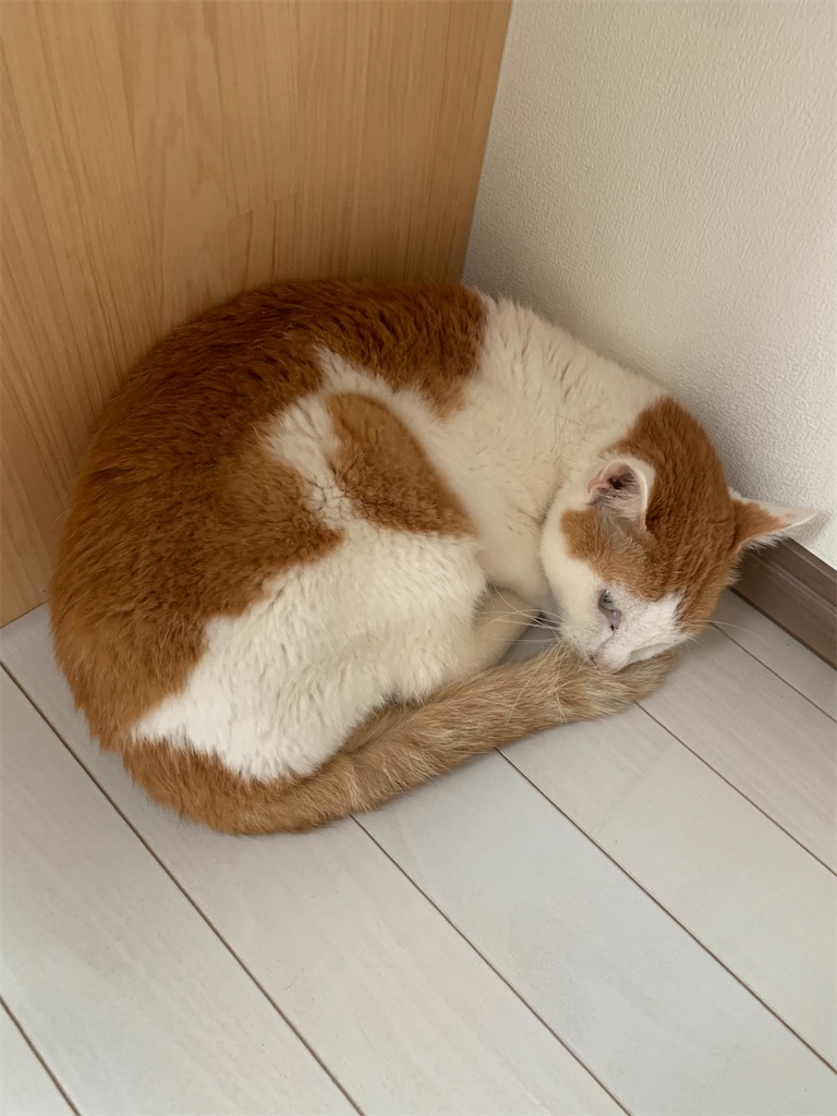 f:id:iwamityu:20220514140941j:image