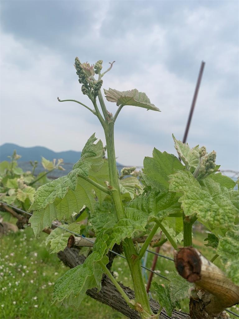 f:id:iwamityu:20220520182659j:image