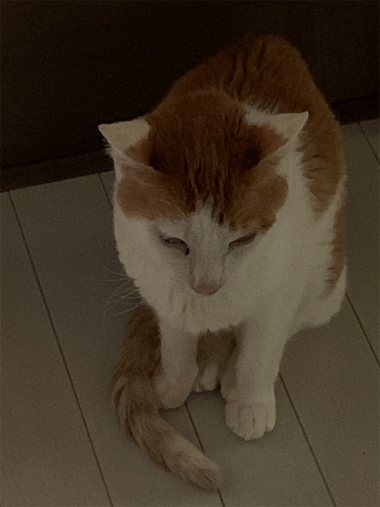 f:id:iwamityu:20220606203839j:image f:id:iwamityu:20220606203839j:image
