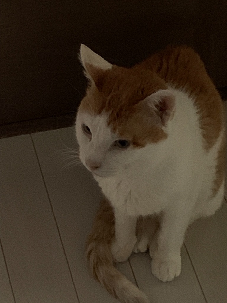 f:id:iwamityu:20220606203848j:image f:id:iwamityu:20220606203848j:image
