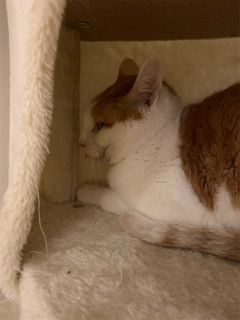 f:id:iwamityu:20220606203954j:image f:id:iwamityu:20220606203954j:image
