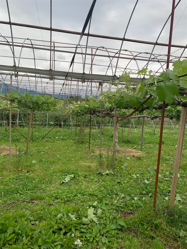 f:id:iwamityu:20220607181018j:image